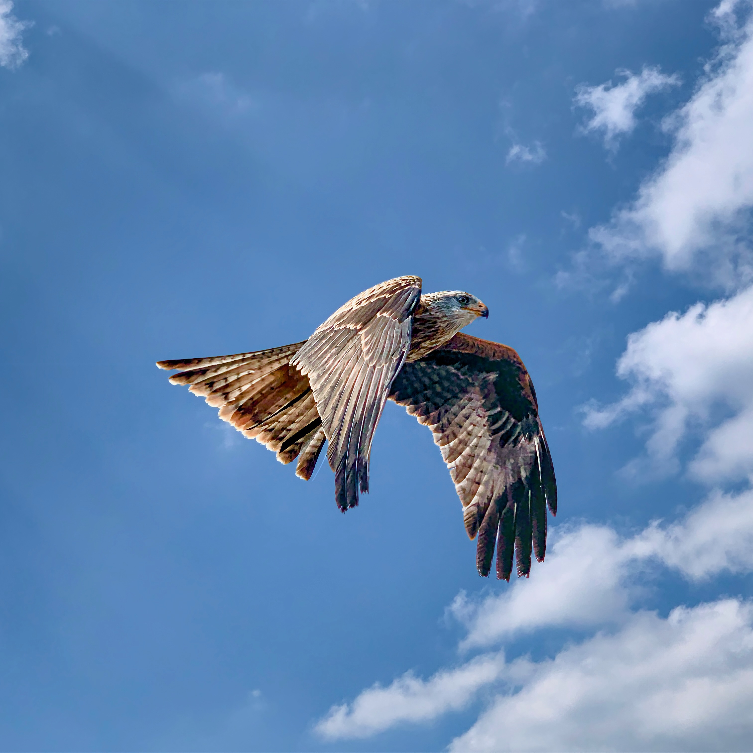 Bird in Flight, Austria