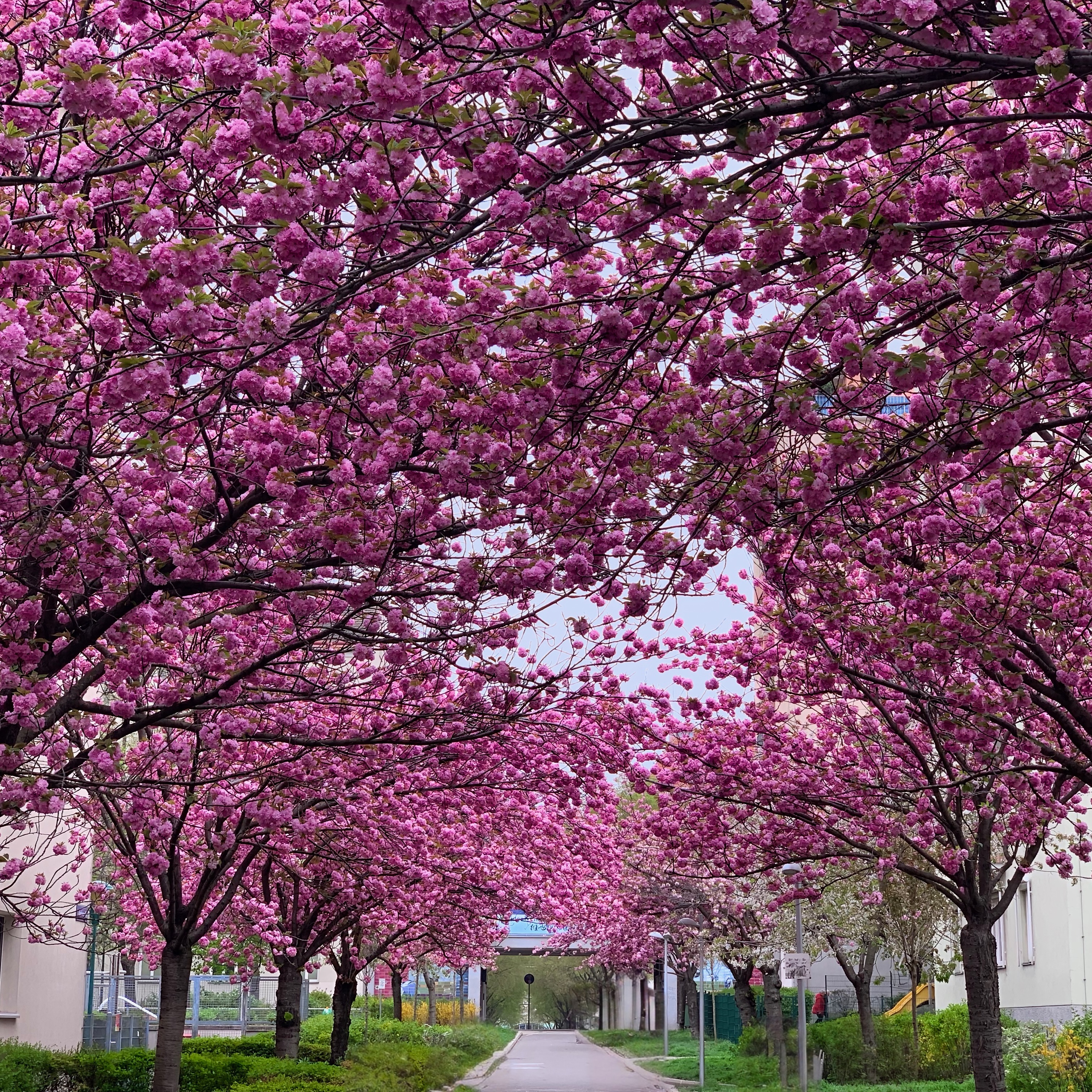 Cherry Blossom, Vienna
