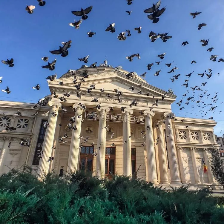 Pigeon Swarm, Bucharest, Romania. Shot on iPhone 6S Plus. See some fantastic photo spots in Bucharest, Romania