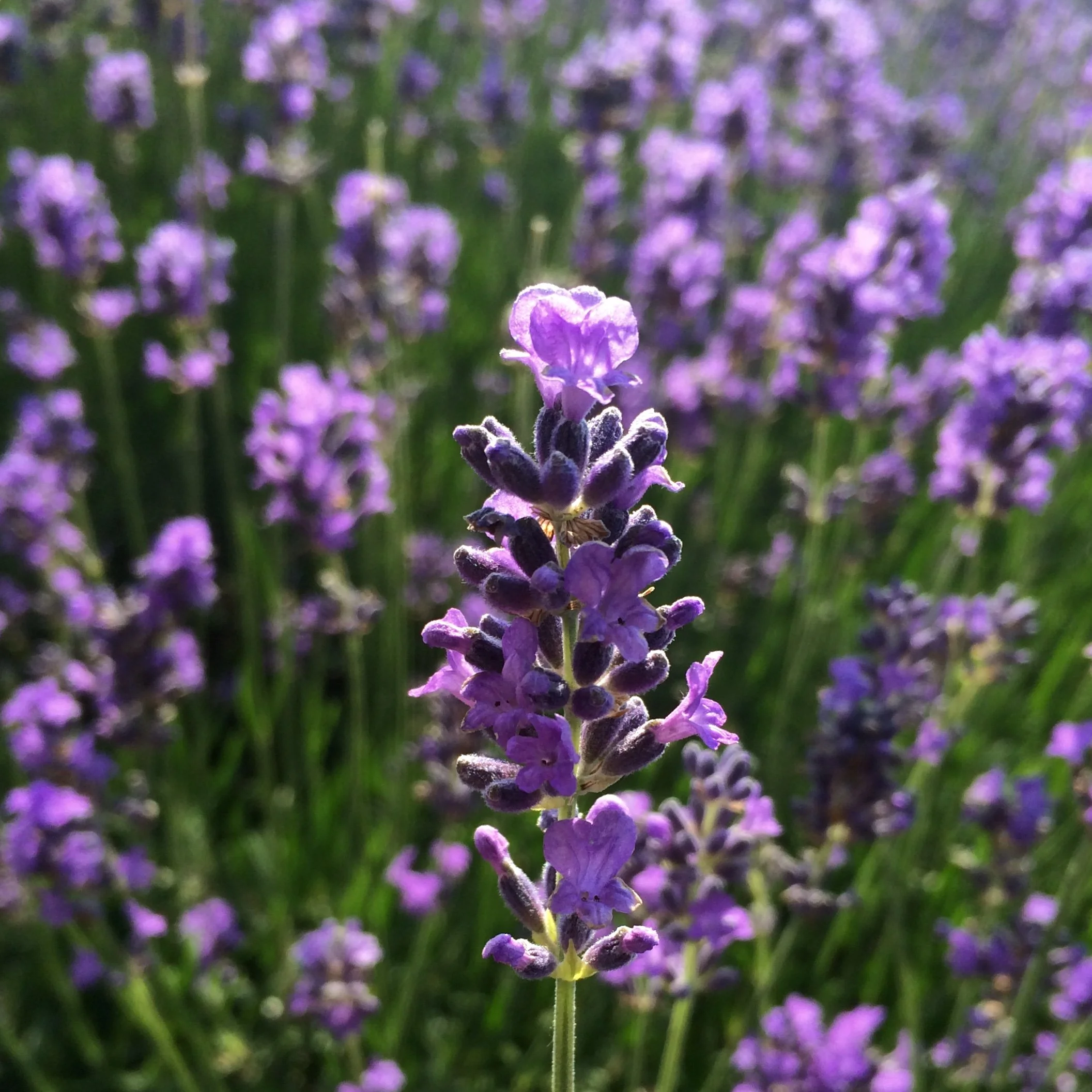 How To get a nice bokeh shooting with your iPhone