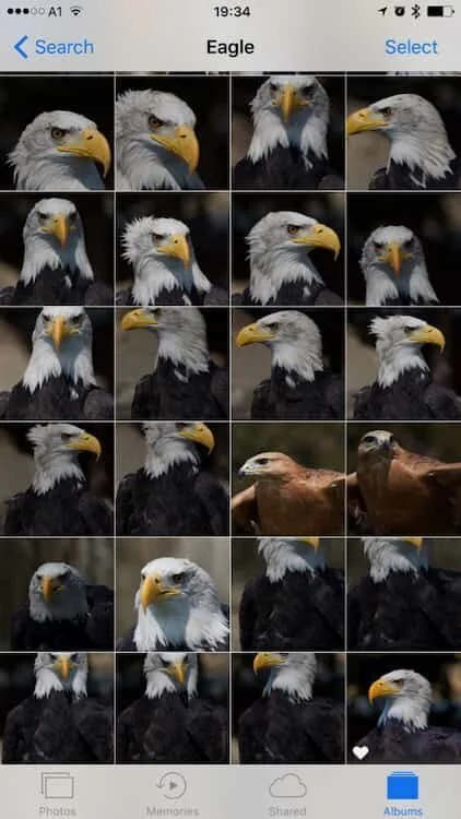iOS10 photos app search result for eagle