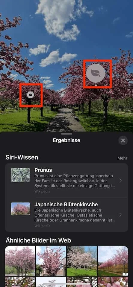 Example of Visual Lookup on iOS15