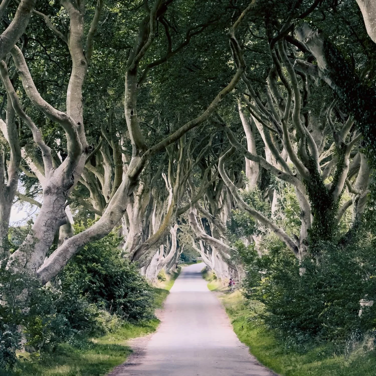 Dark Hedges, Ireland