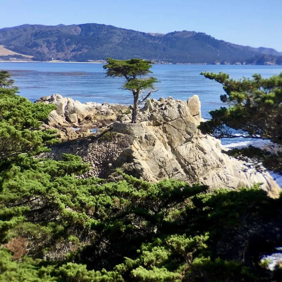 The lone cypress at the 17 mile drive