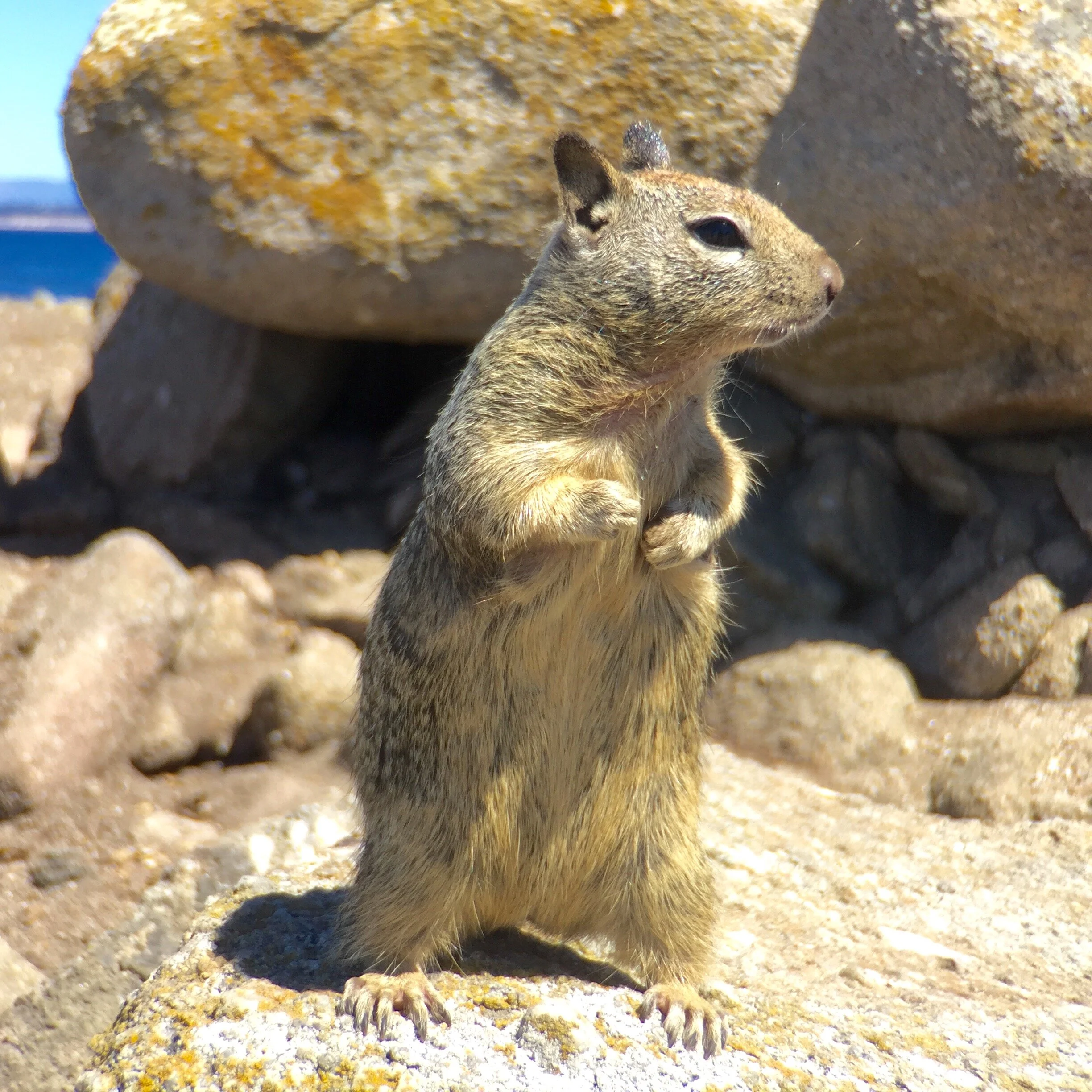 Squirrels, a Tree and the Crocodile Rock at Pebble Beach