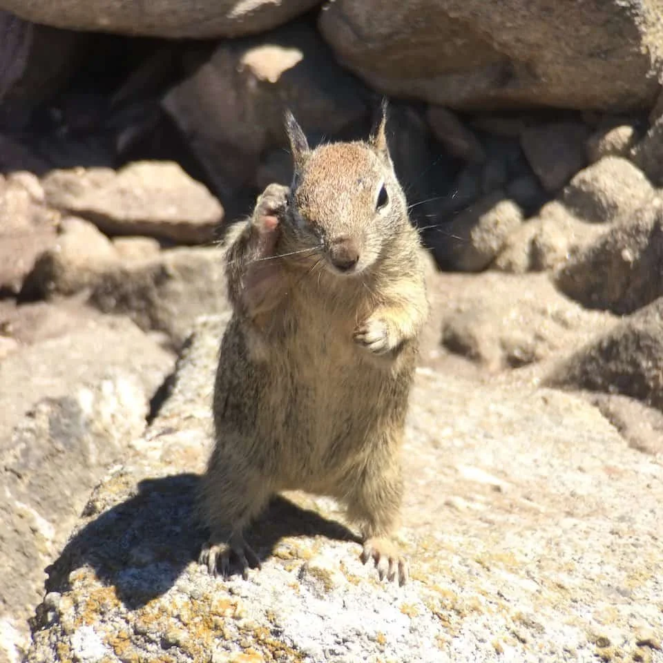 Squirrel at 17 Mile Drive; maybe wondering where it hid its supplies?