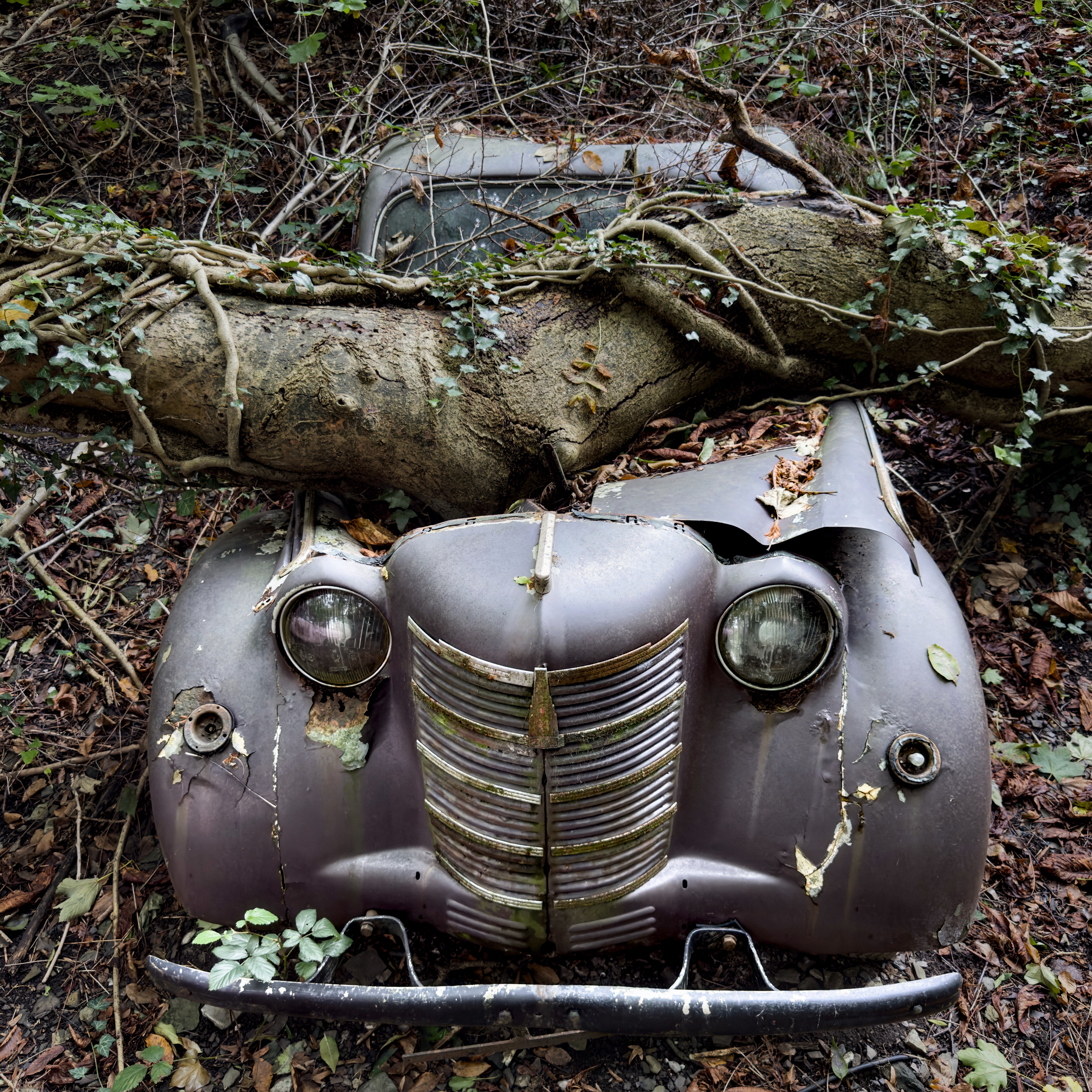Abandoned Car Meets Tree