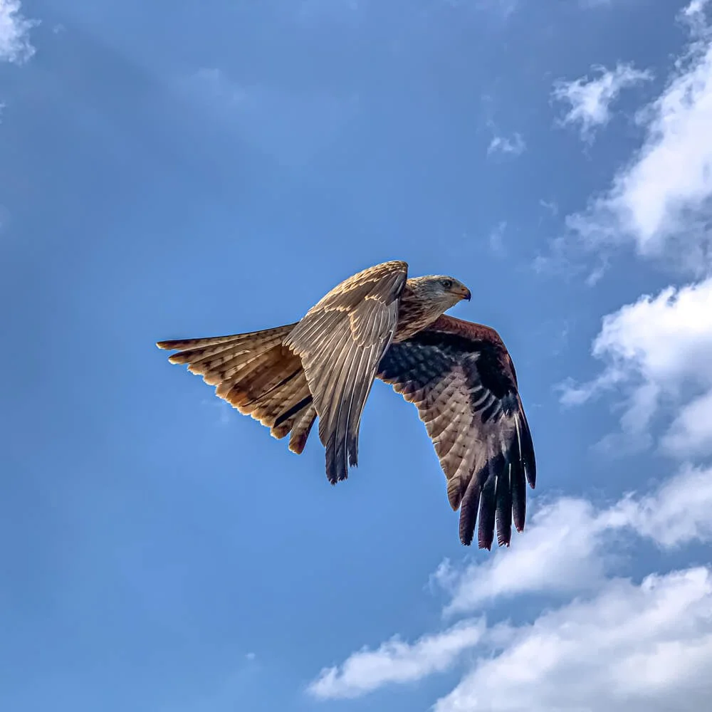 Bird in Flight; Austria. Shot on iPhone Xs