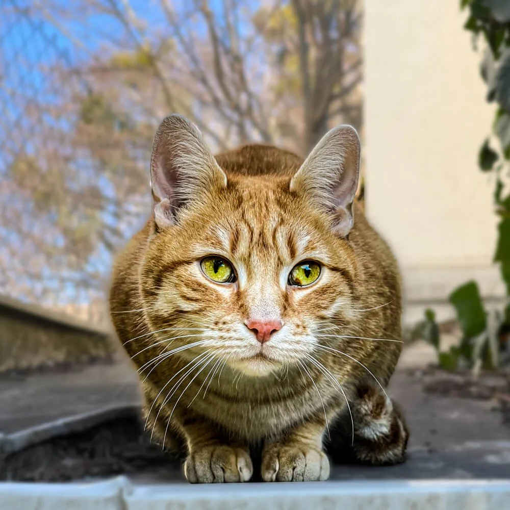 Neighbour's Cat; Austria. Shot on iPhone 12 Pro Max