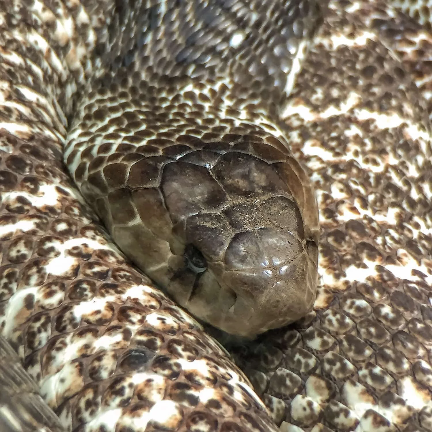 A closeup of a snake shot on iPhone using Moment Telephoto Lens