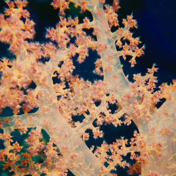 A Macro of a Red Coral in the Red Sea.